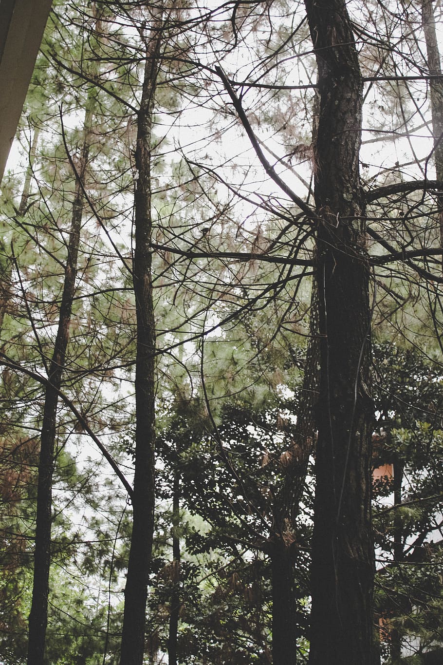 Closeup Photo of Green Trees, bark, branches, conifer, environment HD wallpaper