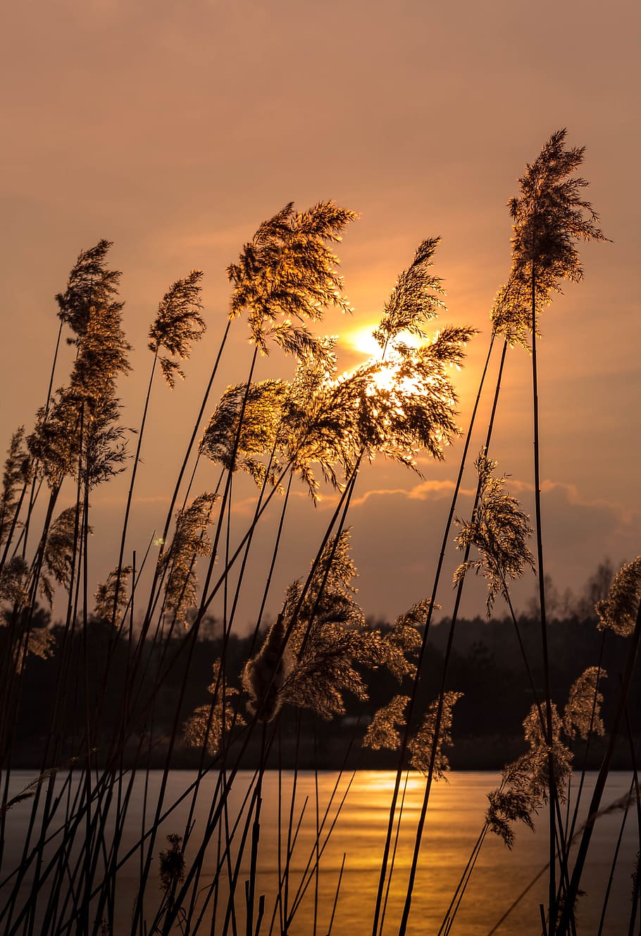sunset, evening, lake, twilight, sky, beauty in nature, plant HD wallpaper