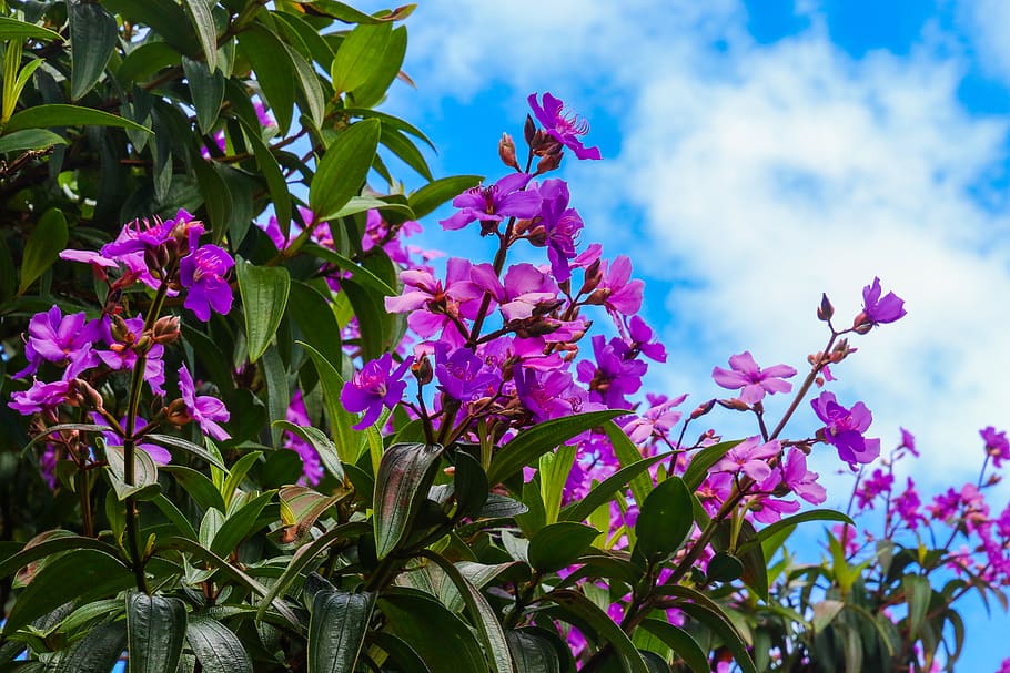 Shallow Focus of Purple Flowers, beautiful, bloom, blooming, branches HD wallpaper
