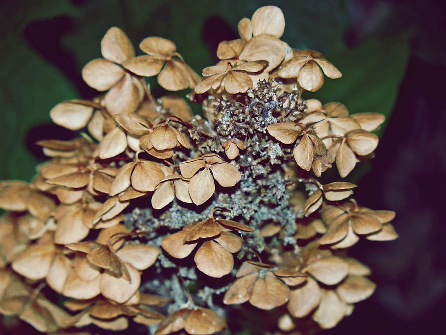 hydrangea, dry, petals, brown, drooping, wilted, focus, blur HD wallpaper
