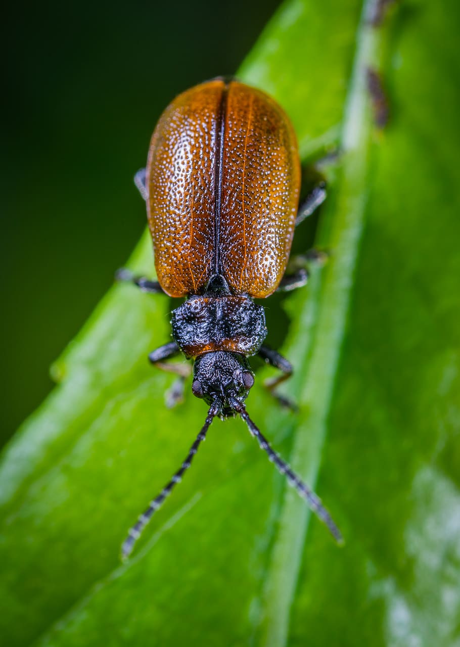 Top View Photo of June Beetle, animal, bug, close-up, color, entomology, HD wallpaper