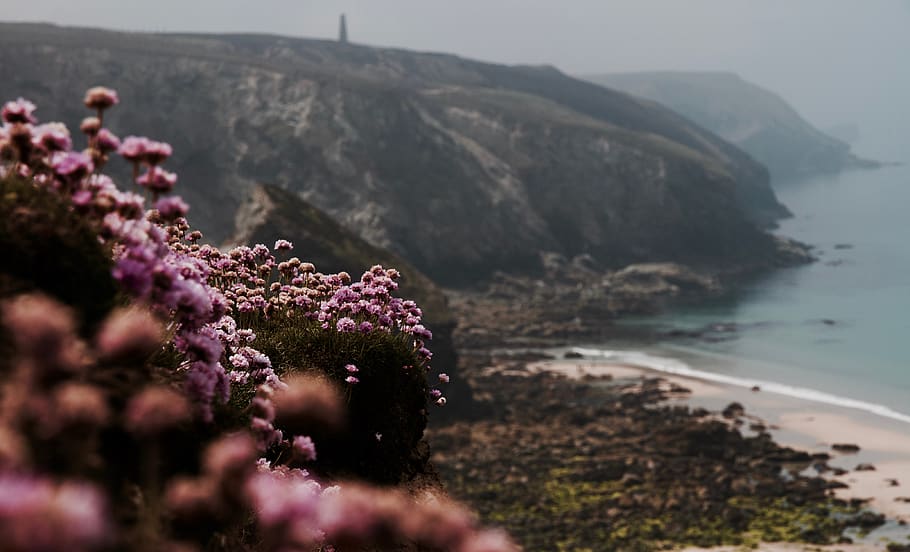 purple flowers, outdoors, nature, plant, landscape, scenery, blossom HD wallpaper