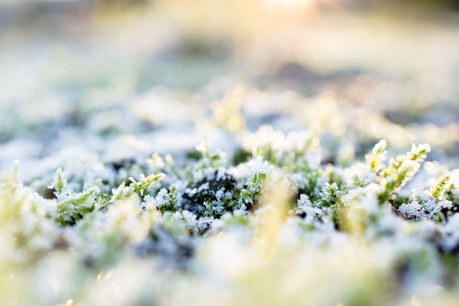 nature, cold, ice, winter, grass, latvia, frost, selective focus HD wallpaper