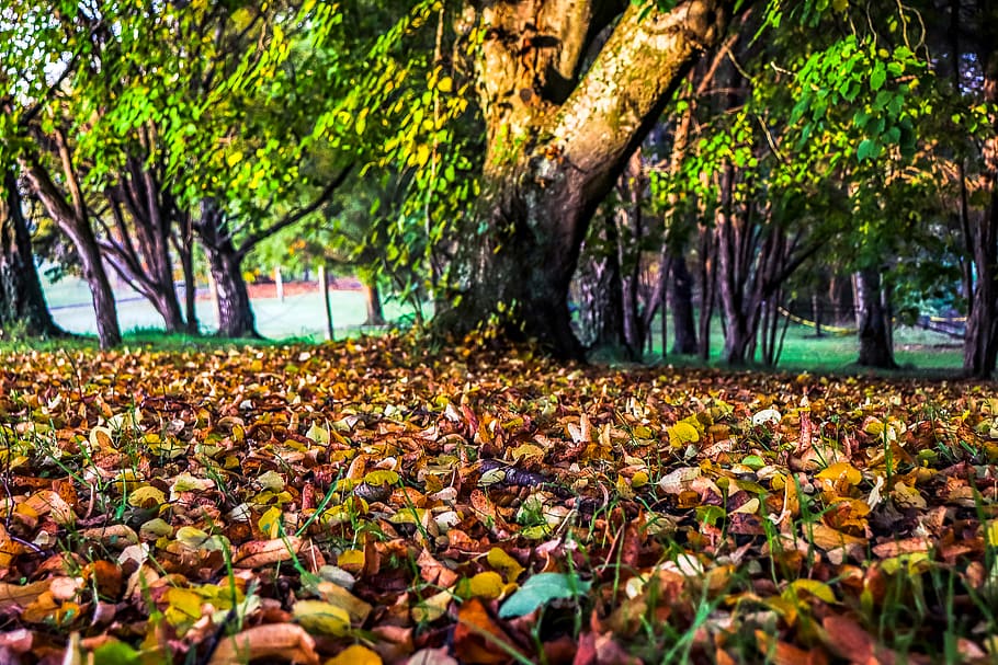 ground, plant, tree, leaf, vegetation, tree trunk, grass, outdoors HD wallpaper