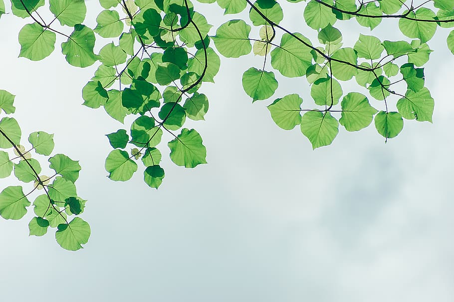 Photography of Leaves Under the Sky, branches, cloudy, environment HD wallpaper