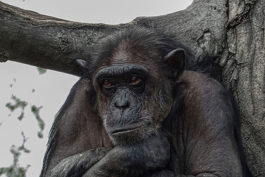 zoo, monkey, primqate, animal world, mammal, face, portrait HD wallpaper