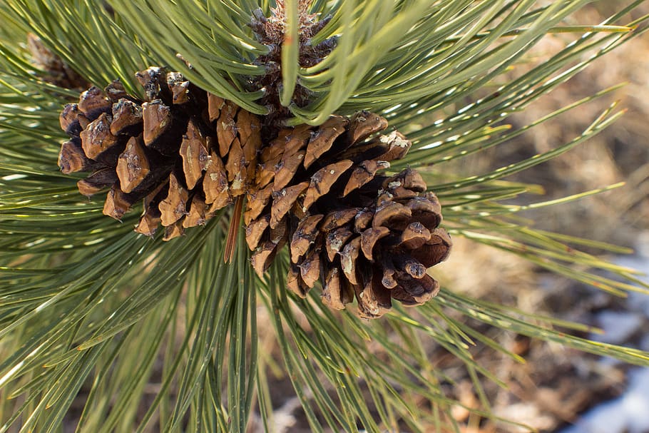 pinecone, pine needle, pine tree, winter, nature, plant, coniferous tree HD wallpaper