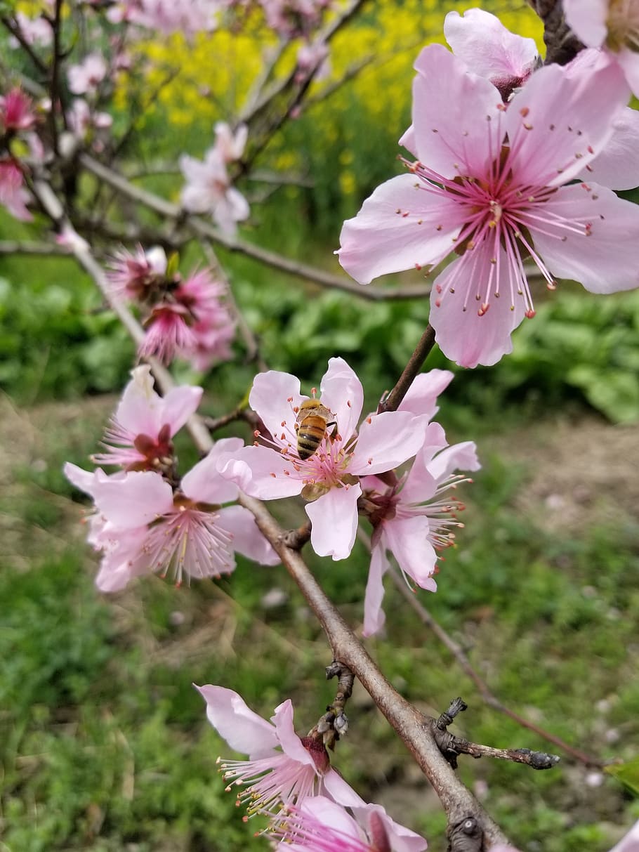 spring, spring equinox, peach blossom, bee, flowering plant HD wallpaper