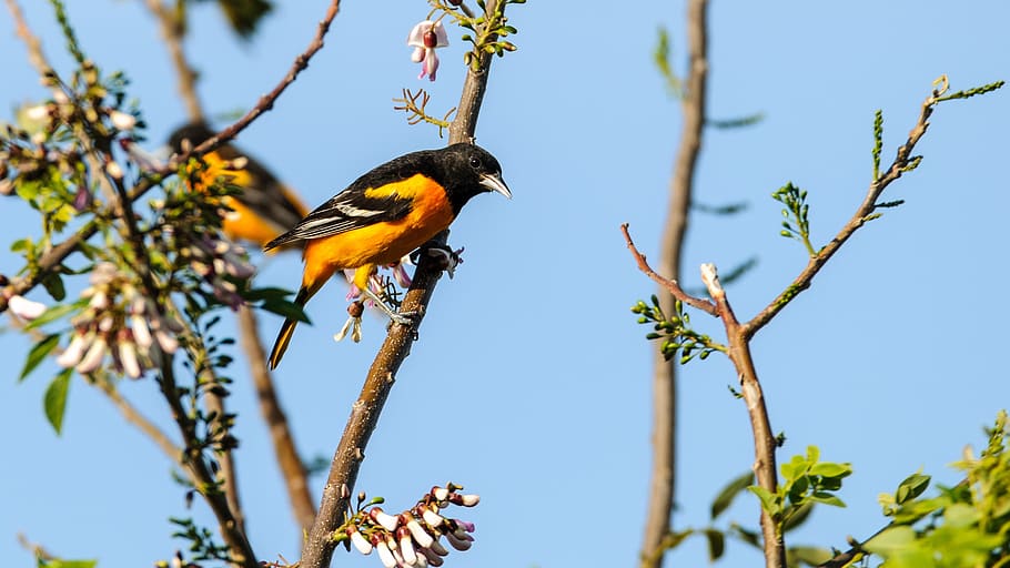 tree, nature, outdoors, bird, oriole, orange, birdwatching HD wallpaper