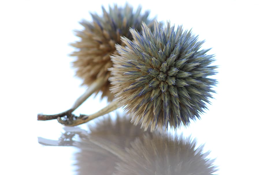diestel, spur, pointed, green, plant, nature, prickly, close up HD wallpaper