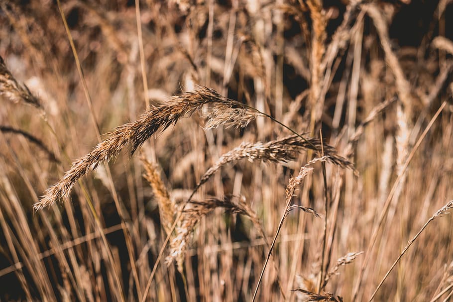 wheat, summer, warm, grass, plant, cereal plant, crop, growth HD wallpaper