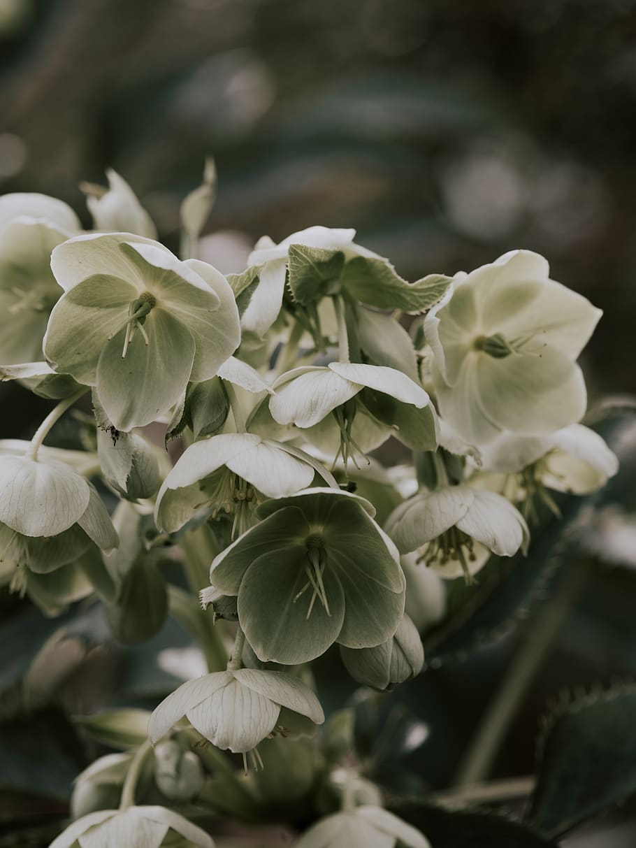white flowers, plant, blossom, geranium, acanthaceae, araceae HD wallpaper