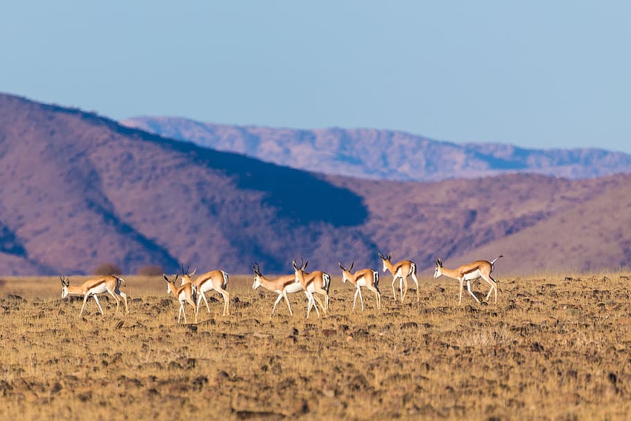 springbok, springbok herd, flock, desert, namibia, mountains HD wallpaper