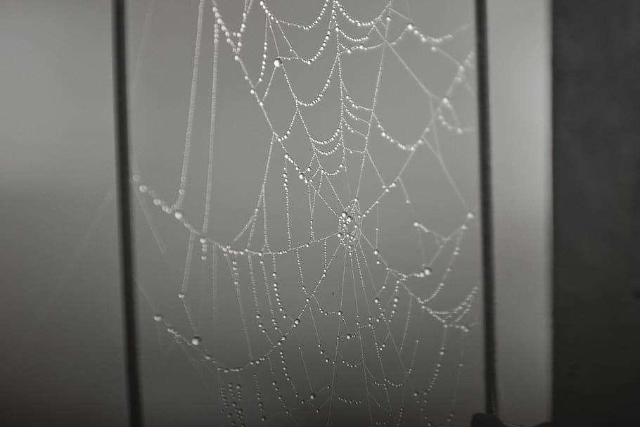 spider, web, spiderweb, morning, rain, spider web, fragility HD wallpaper