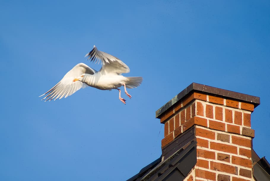 start-up, sky, bird, chimney, seagull, wildlife, animal themes HD wallpaper