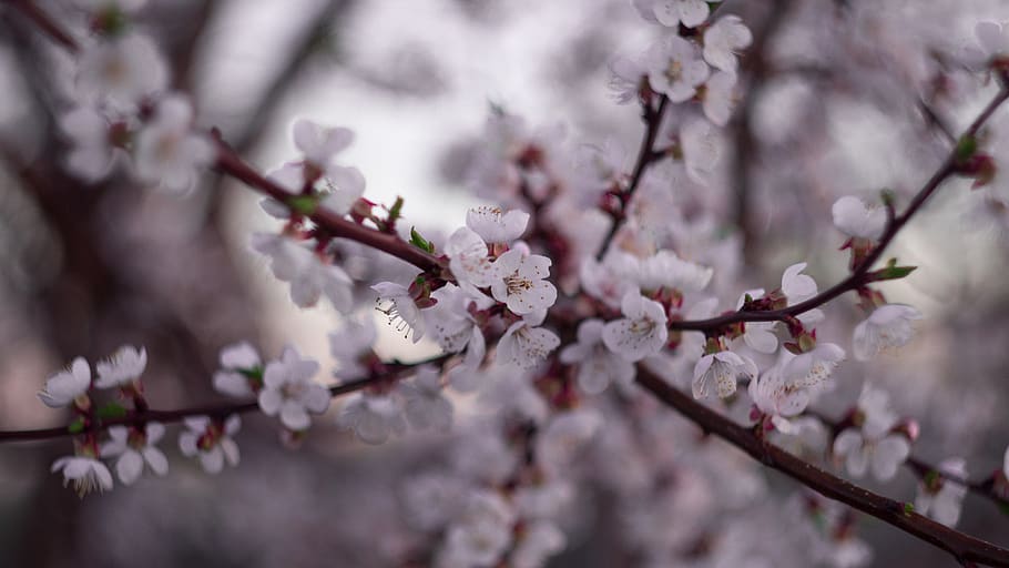 sunset, tree, flower, flowers, plant, freshness, flowering plant HD wallpaper