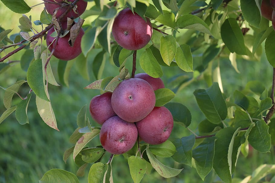 sky, clouds, trees, landscape, apples, orchard, healthy eating HD wallpaper