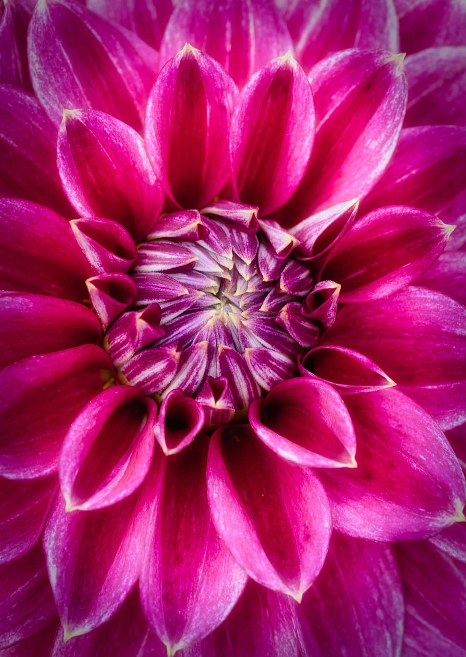 1080x1800px Free Download Hd Wallpaper Dahlia Bright Red Dahlia Garden Close Up Beautiful Background Wallpaper Flare