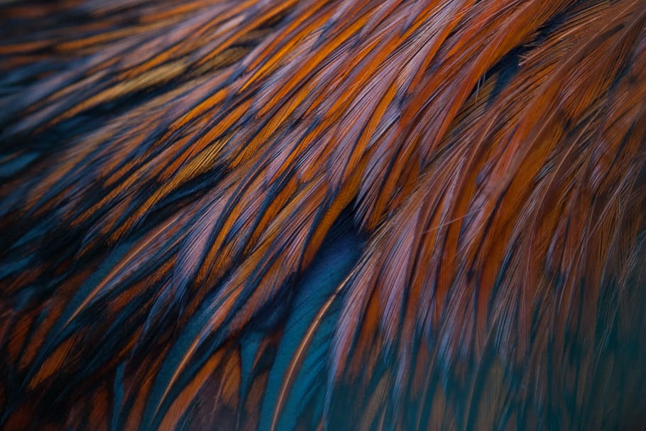 plumage, rooster, full frame, backgrounds, close-up, no people HD wallpaper