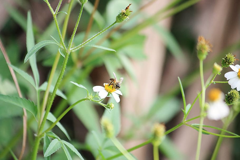 bees, leaf, zoom, nature, green, flower, plant, summer, insect HD wallpaper