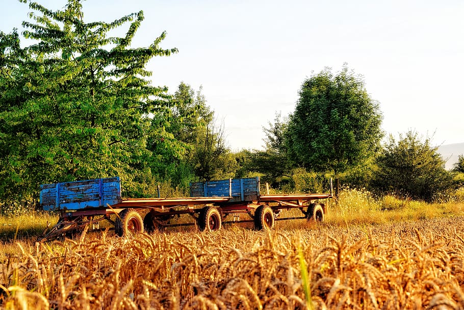 dare, trailers, cereals, plant, mature, wood, old, vintage HD wallpaper