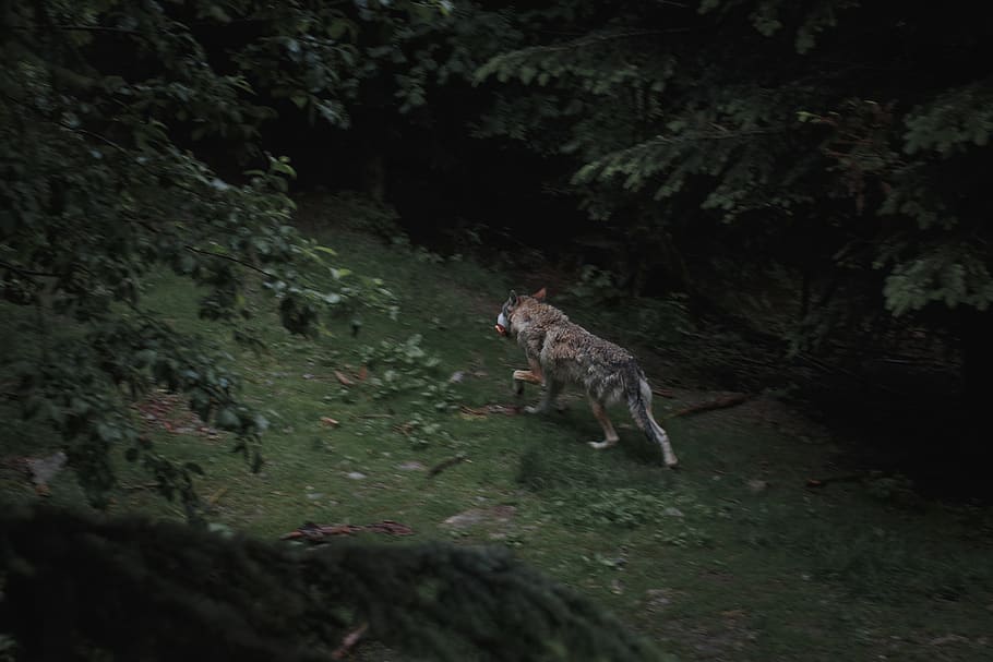 wolf hunting in wild, animal wildlife, animals in the wild, mammal HD wallpaper
