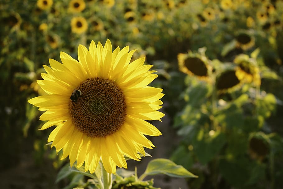 Selective Focus Photo of Yellow Sunflower, bee, bloom, blossom, HD wallpaper