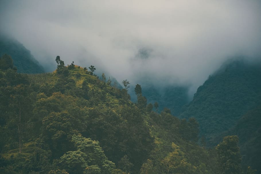 mountain, trees, plant, nature, highland, landscape, fog, beauty in nature HD wallpaper