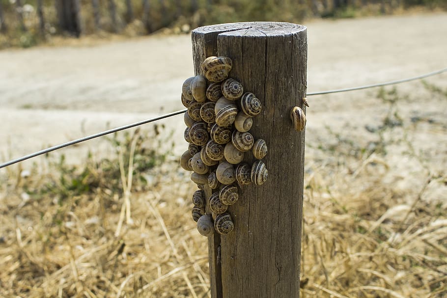 snails, trail, nature, mollusk, slowly, focus on foreground HD wallpaper