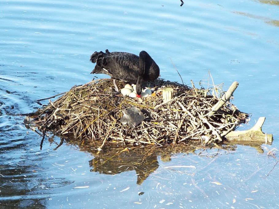 black swan, animal themes, water, vertebrate, bird, lake, animal wildlife HD wallpaper