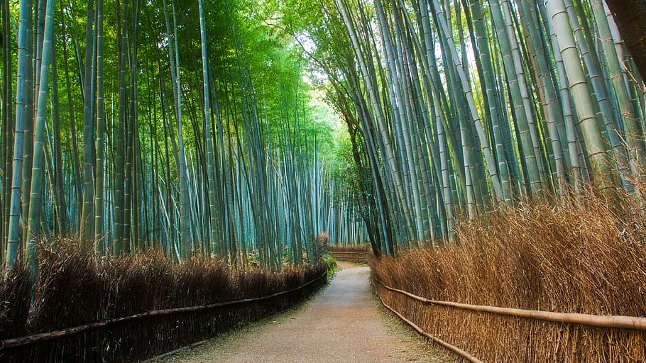 Bamboo Grove Wallpaper 4K, Green background, Green leaves