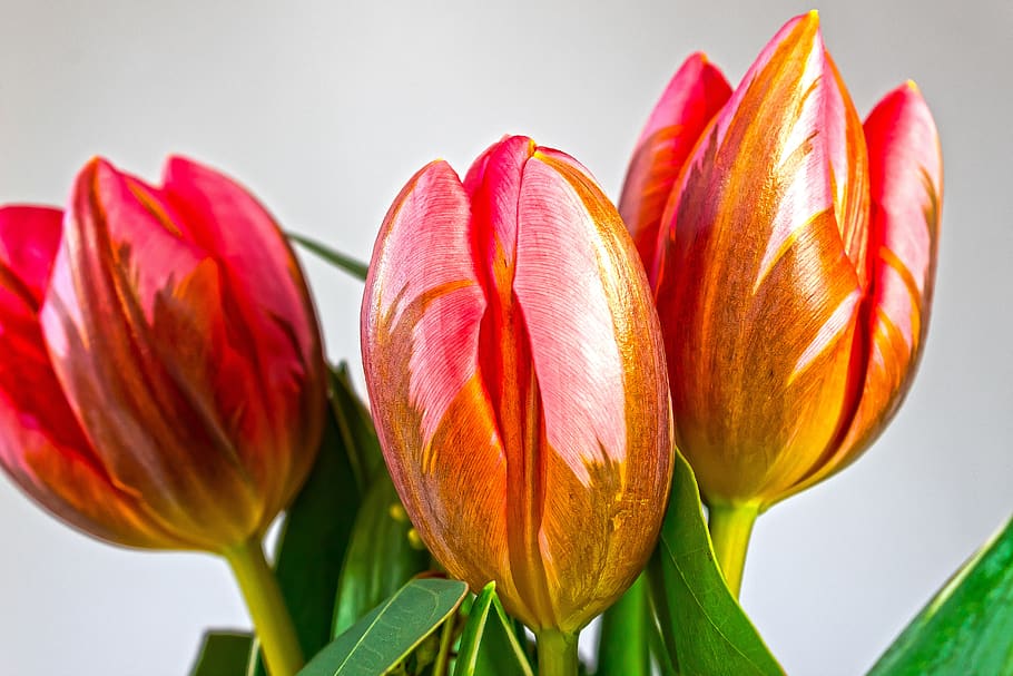 tulip, lilies, spring, nature, flower, schnittblume, blossom HD wallpaper