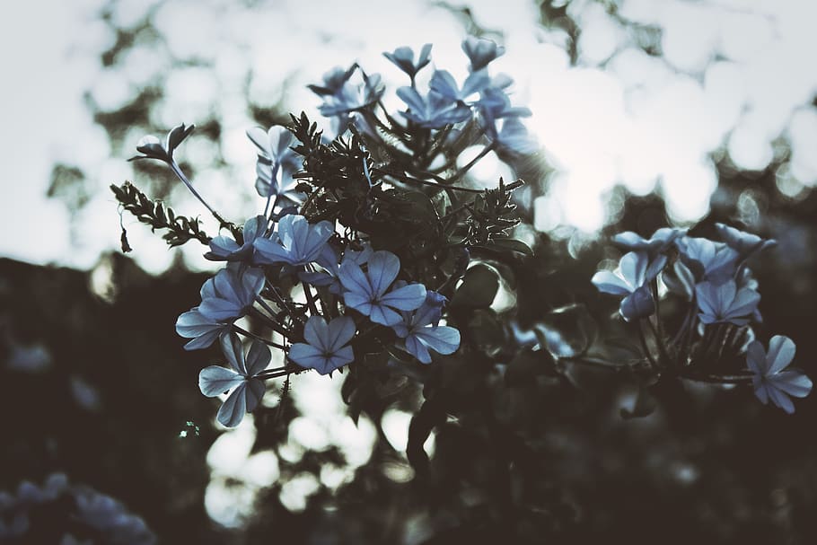 mijas, spain, macro, flowers, blue, nature, hans eiskonen, flowering plant HD wallpaper