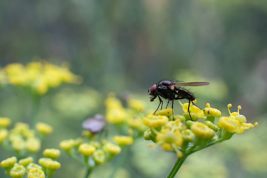 fly, insect, macro, flower, flowering plant, invertebrate, one animal HD wallpaper