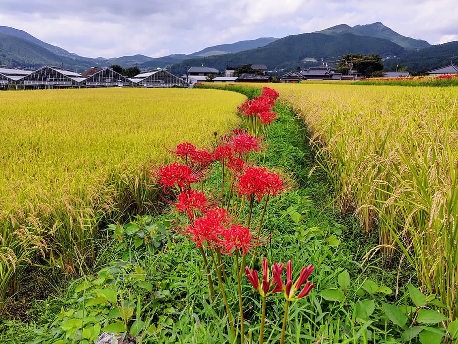 yufu, japan, plant, beauty in nature, flower, flowering plant HD wallpaper