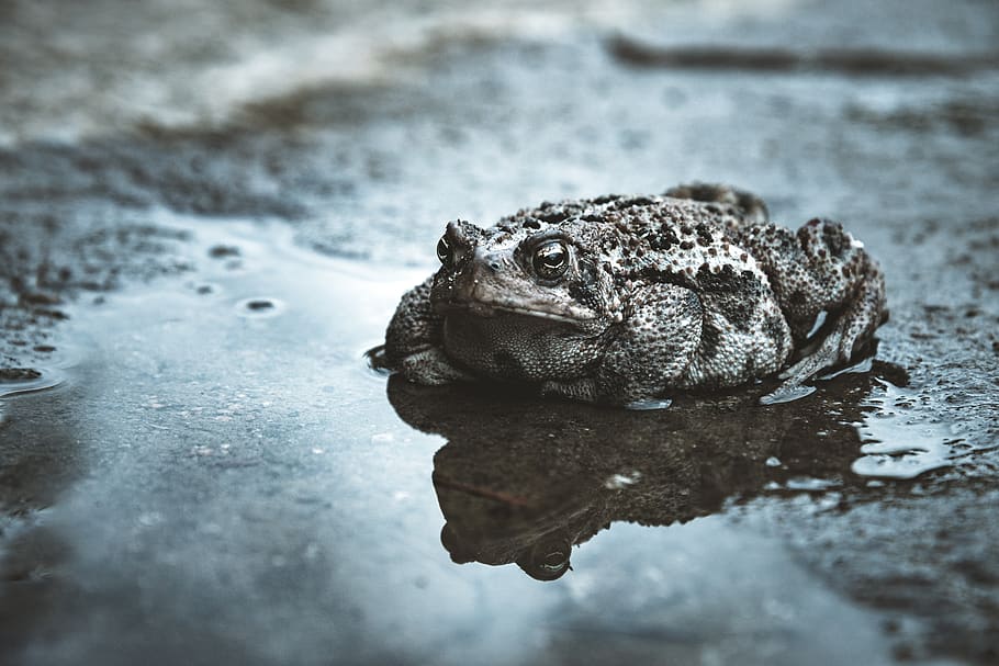 black frog on wet surface, water, animal themes, one animal, animal wildlife HD wallpaper