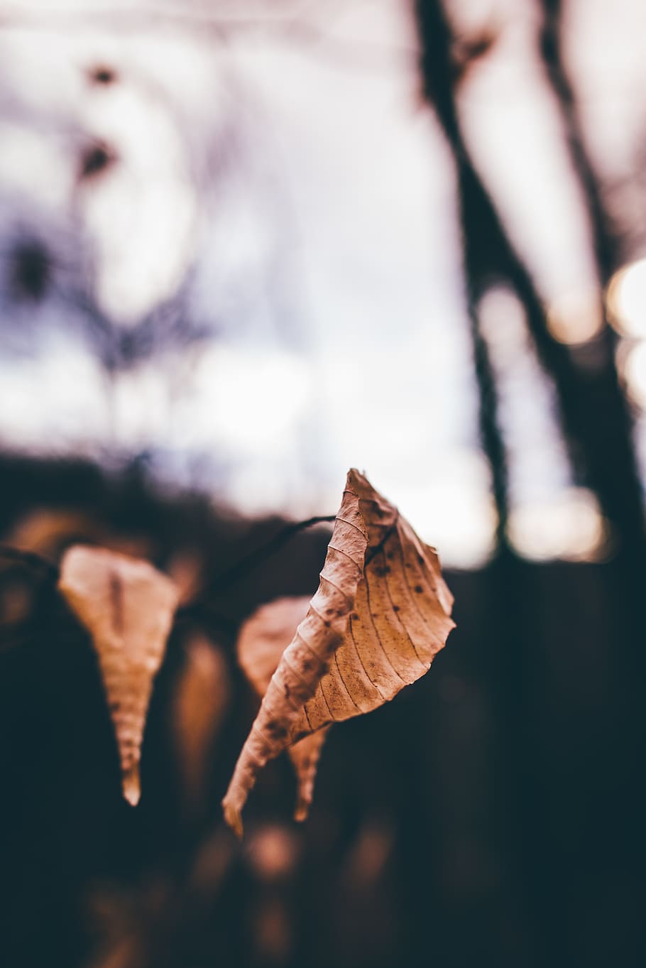tree, leaves, branches, fall, autumn, amber, forest, close-up HD wallpaper
