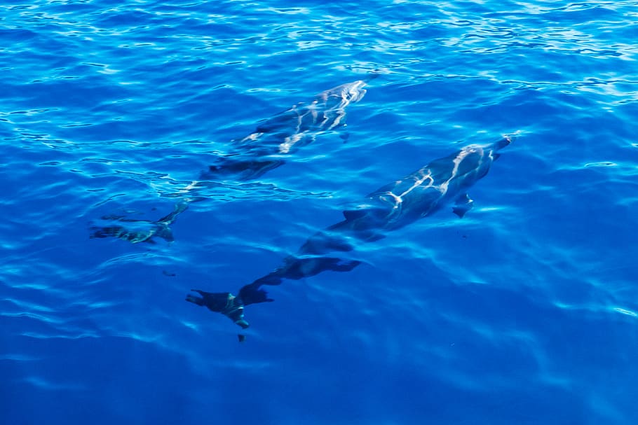 dolphins, oahu, ocean, water, sea, underwater, blue, swimming HD wallpaper