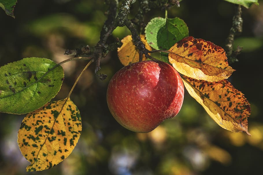 apple, red, fall foliage, coloring, healthy, vitamins, ripe HD wallpaper