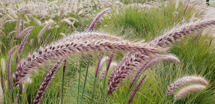 grass, plant, vegetation, lawn, bird, animal, produce, food HD wallpaper