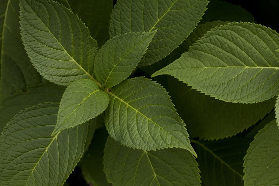 united states, dalton, leaf, plant part, green color, close-up HD wallpaper