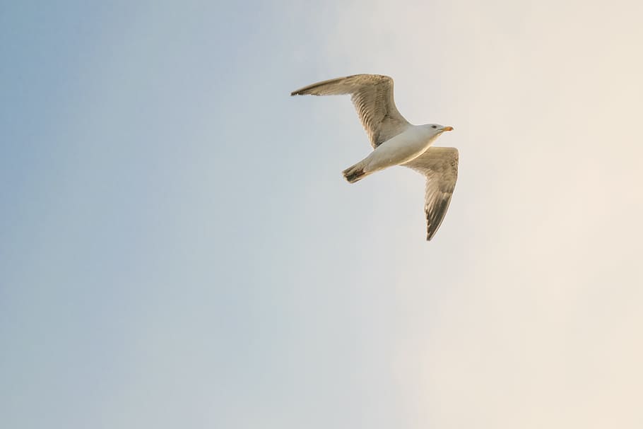 White Bird Flying, animal, animal photography, avian, beak, daylight, HD wallpaper