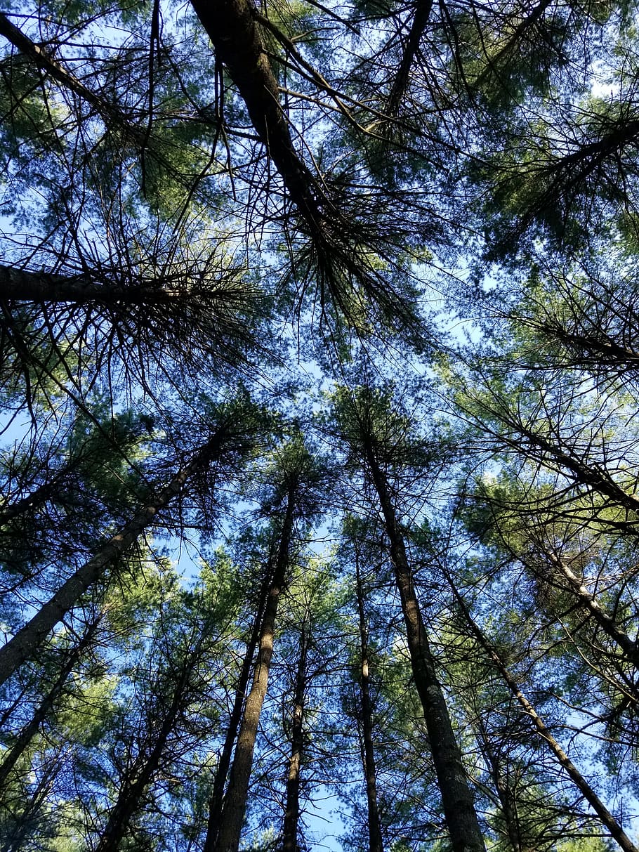 wood, tree, nature, pine, conifer, forest, scenic, summer, plant HD wallpaper