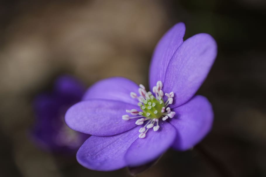 hepatica, close up, spring, blue, flower, nature, blossom, bloom HD wallpaper