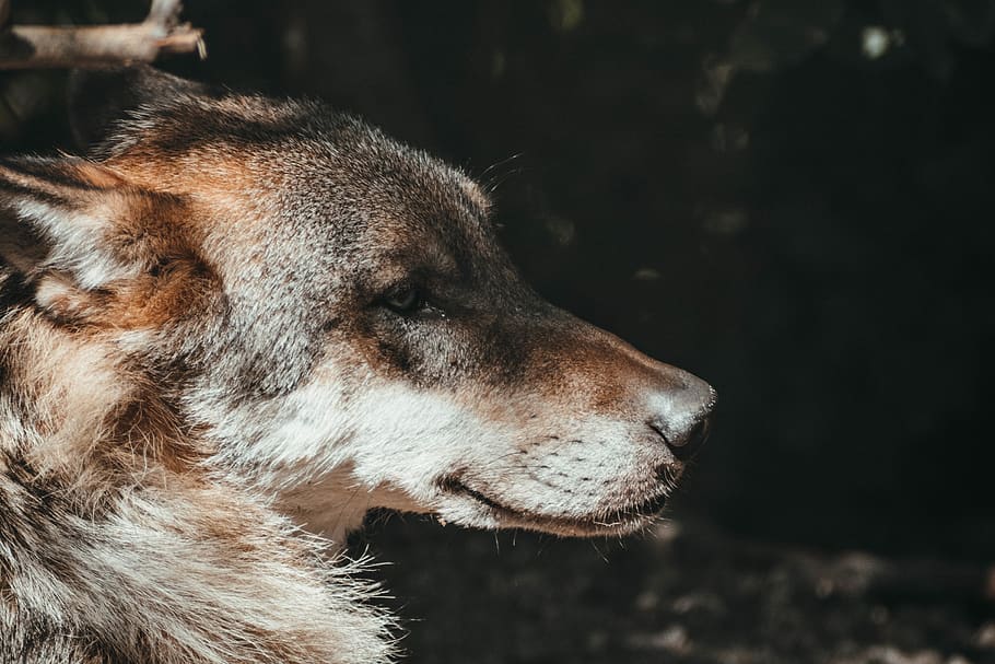 medium-coated tan dog, animal, wolf, mammal, canine, pet, red wolf, HD wallpaper