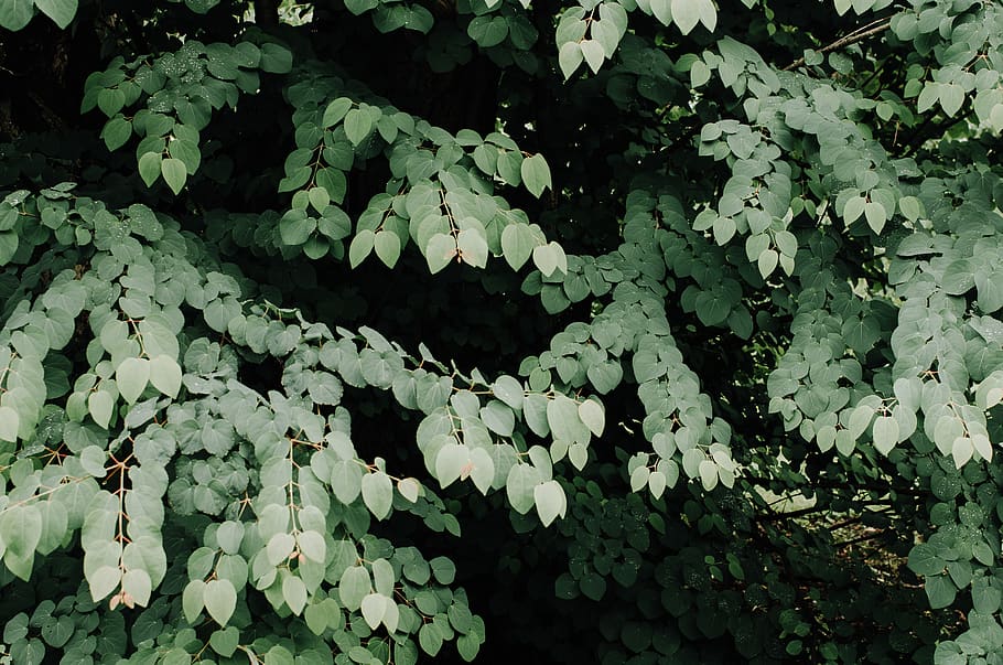 cover, canopy, forest, nature, pattern, dense, thick, teardrop HD wallpaper