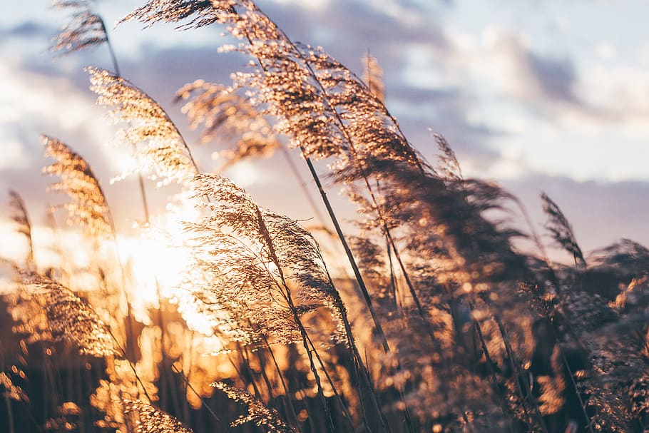 wheat field, sky, beauty in nature, plant, sunset, tranquility HD wallpaper