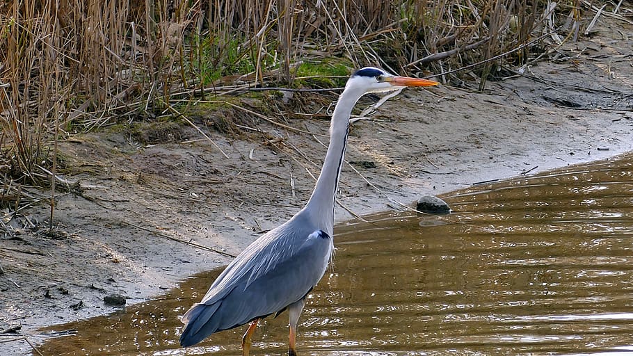 animal, grey heron, pond, bird, bill, plumage, nature, animal world HD wallpaper