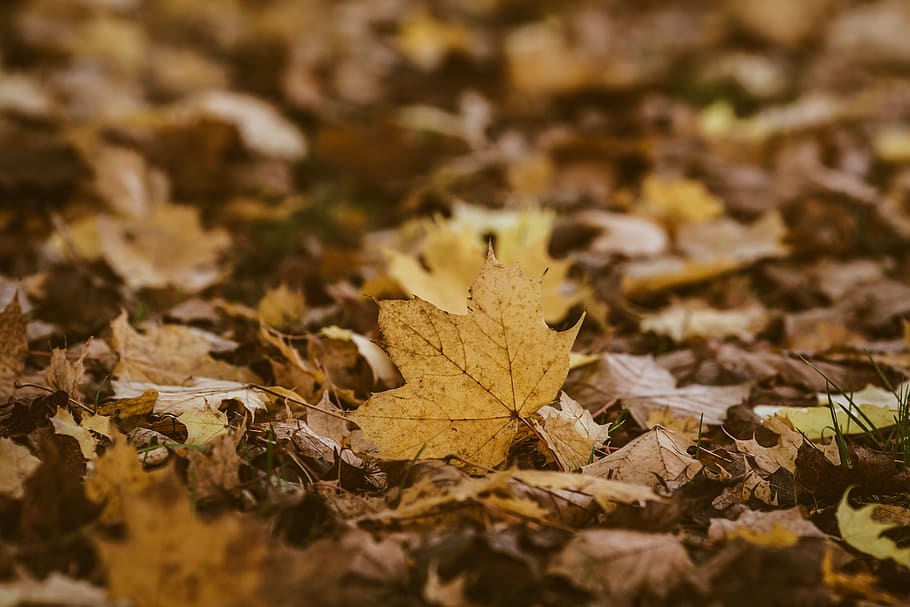 dried maple leaf close-up photography, plant, tree, ground, housing HD wallpaper
