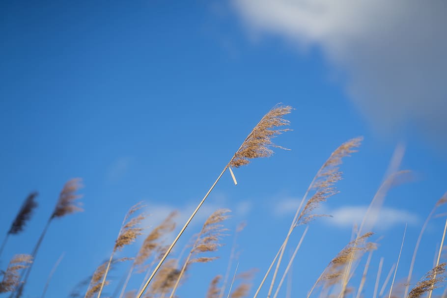 reeds, blue, sky, clouds, nature, agriculture, farm, summer HD wallpaper